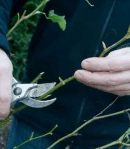 [Наталья Минина] Особенности обрезки роз (2024)_0.jpg